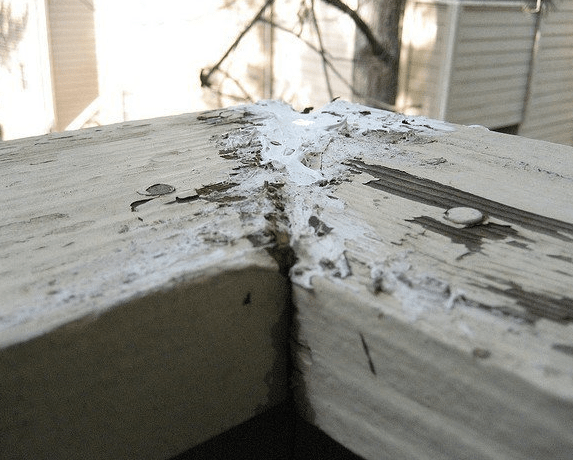 wood being spoilt by insects